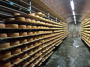 cellar full of cheese